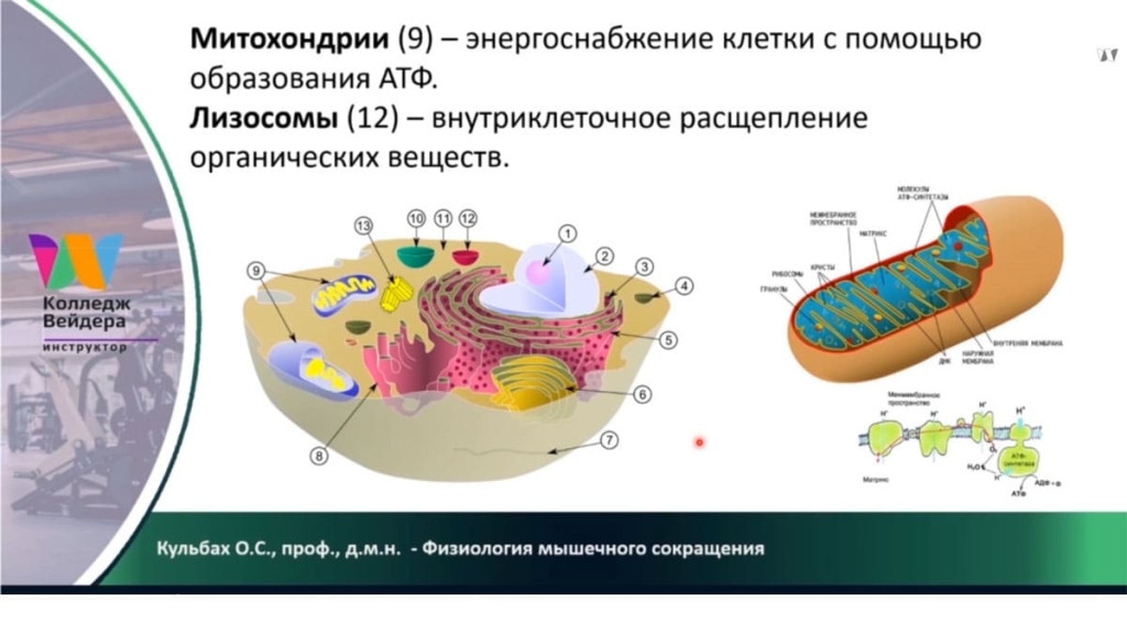 Галерея Персональный тренер по фитнесу 7
