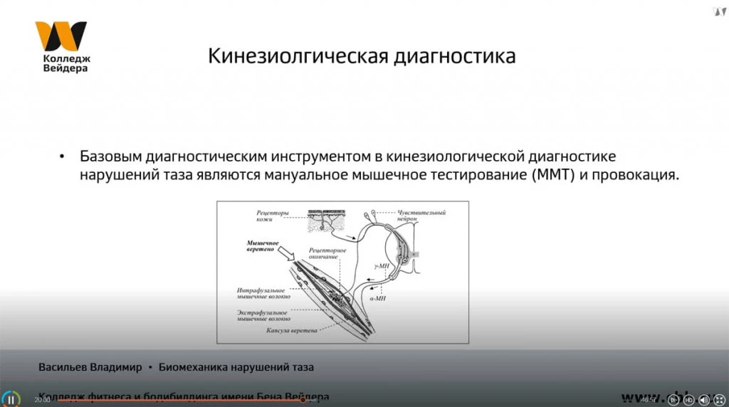 Галерея Биомеханика движений таза. Нарушения и методы коррекции 3