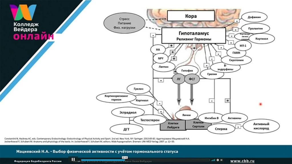 Галерея Выбор физической активности с учётом гормонального статуса 5
